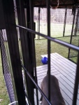 Kennel View