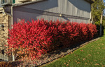 Fall Colors