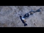 Snacker Video