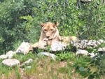 Lioness