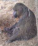 Mamma