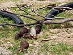 Otter Party