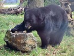 Bearnecessities