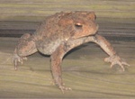 Froggy